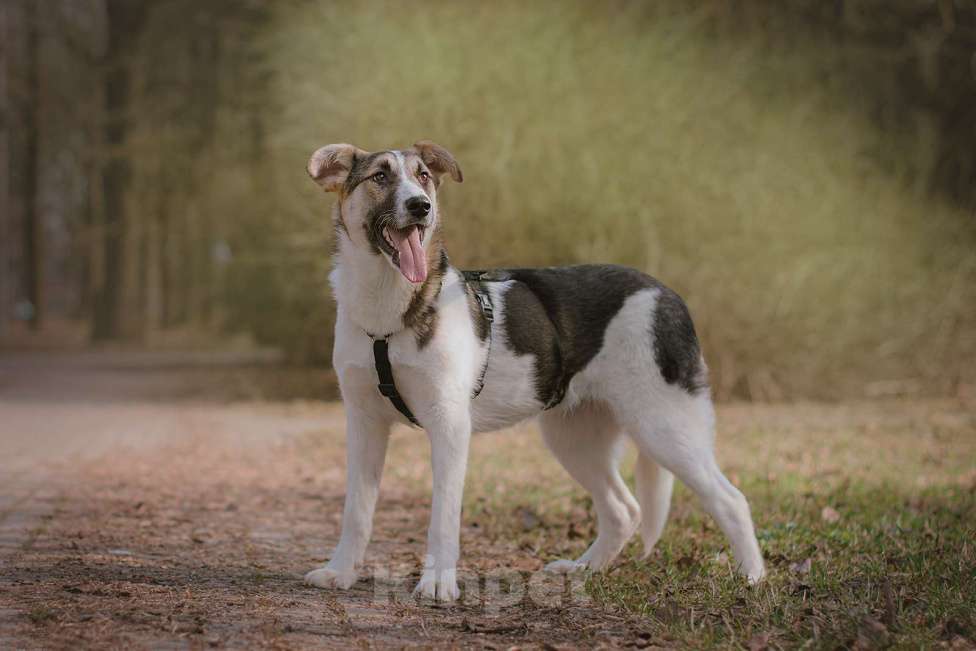 Собаки в Москве: Щенок Холли ищет дом Девочка, Бесплатно - фото 4