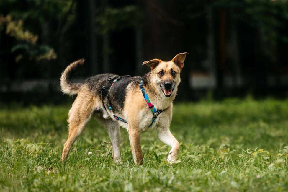 Собаки в Москве: Дёма - неограненный бриллиант, в поиске своего дома! Мальчик, Бесплатно - фото 3