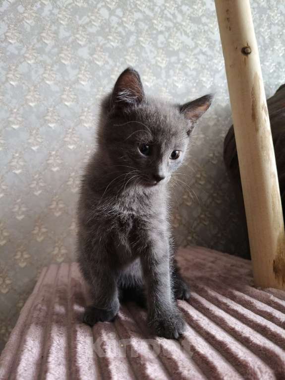 Кошки в других городах Московской области: Срочно отдам в добрые руки Мальчик, Бесплатно - фото 2