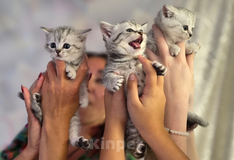Кошки в Ижевске: Котята Разнополые, Бесплатно - фото 5