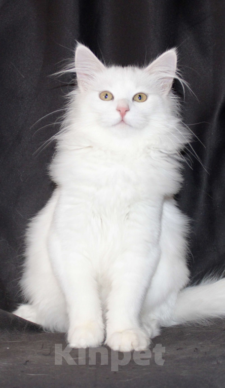 Кошки в Тюмени: Сибирский котёнок Девочка, 15 000 руб. - фото 2