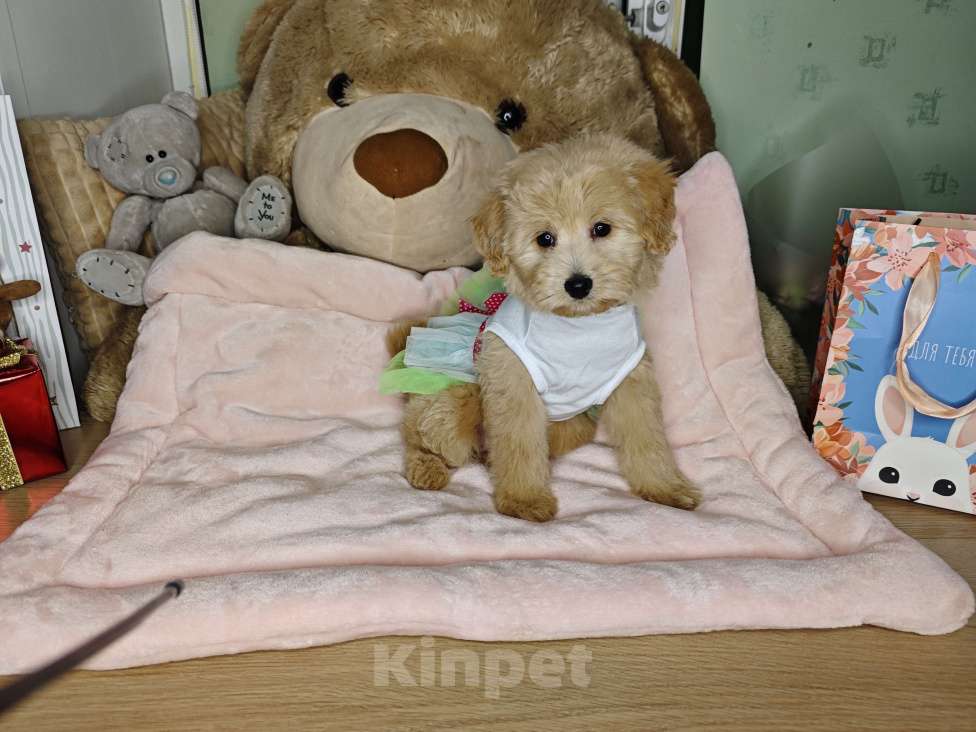 Собаки в Москве: Мальтипу  Девочка, 95 000 руб. - фото 5