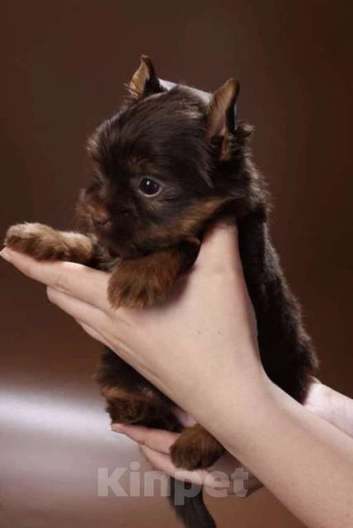 Собаки в Москве: Шоколадный Йорк мальчик недорого Мальчик, Бесплатно - фото 1