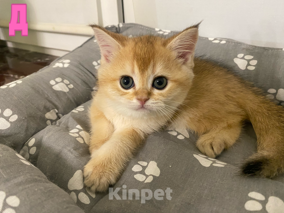 Кошки в Санкт-Петербурге: Котята Разнополые, 20 000 руб. - фото 2