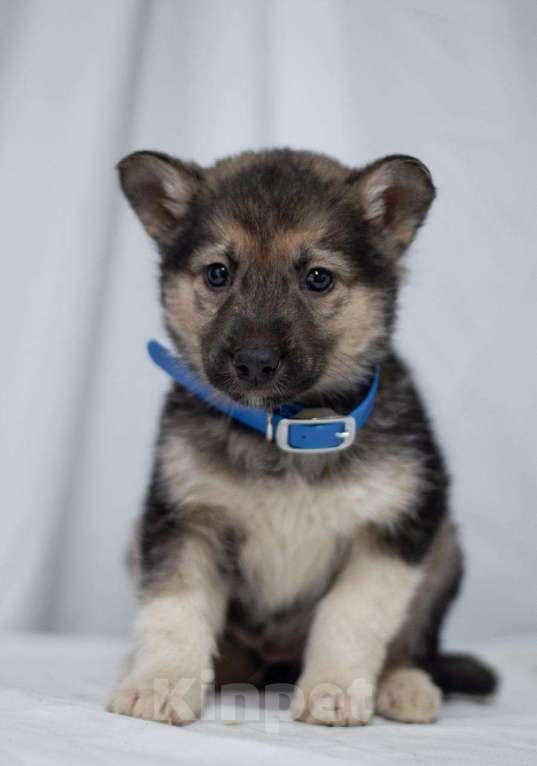 Собаки в Ногинске: Щенок мальчик в добрые руки Мальчик, Бесплатно - фото 1