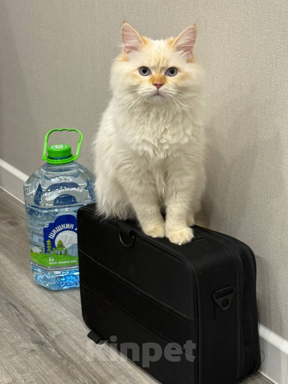 Кошки в Твери: Вязка с невским маскарадным котом Мальчик, Бесплатно - фото 4