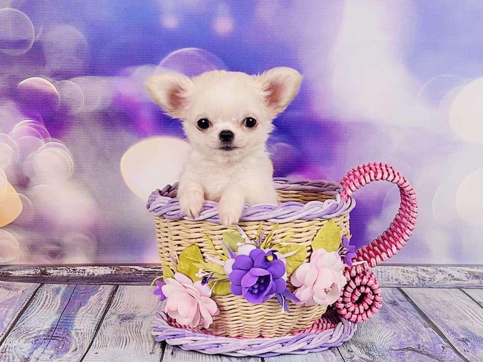 Собаки в Воронеже: Микро мальчик чихуахуа  Мальчик, 30 000 руб. - фото 3