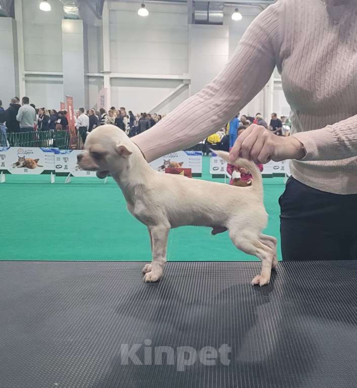 Собаки в Москве: Классный Чихуахуа мальчик Мальчик, Бесплатно - фото 2