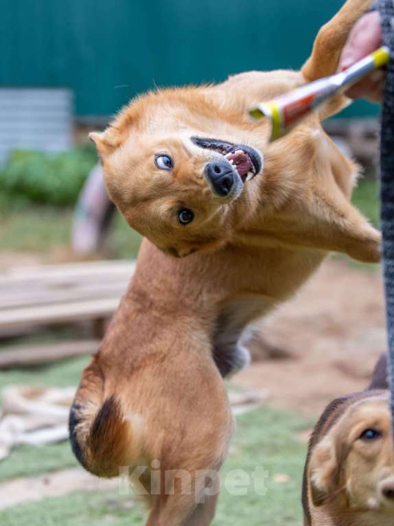 Собаки в Москве: Джон Мальчик, Бесплатно - фото 2