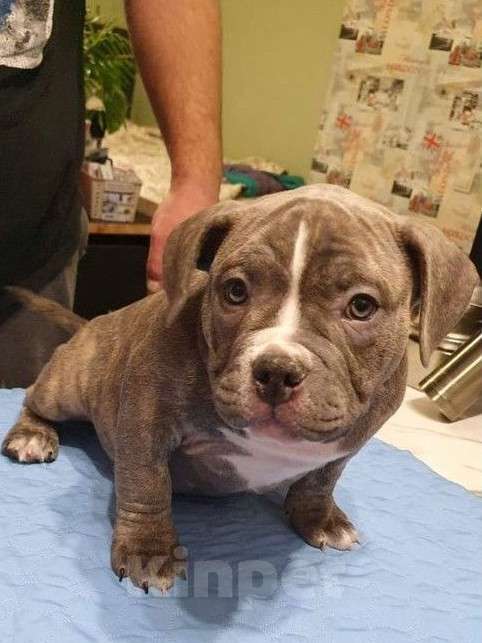 Собаки в Владивостоке: Топовые щенки породы Аммериканских Булли Мальчик, 150 000 руб. - фото 3