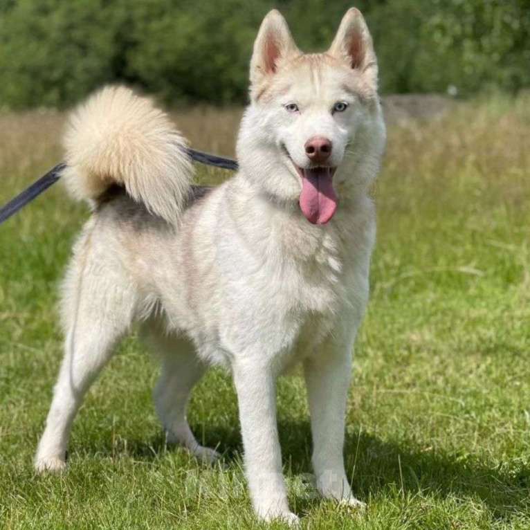 Собаки в Москве: Торес 3 года безрезультатно ищет дом Мальчик, Бесплатно - фото 4