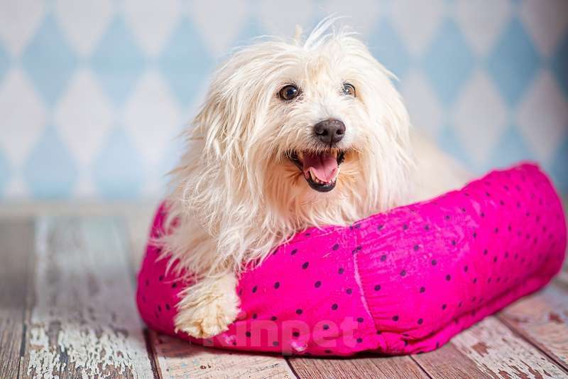 Собаки в Москве: Белая болонка Бэкки в добрые руки Девочка, 1 руб. - фото 3