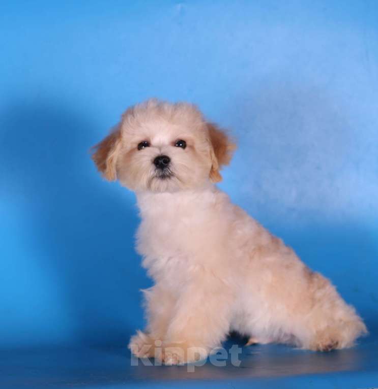 Собаки в Москве: мальтипу Ф1 щенки мини и микро Мальчик, 100 000 руб. - фото 7