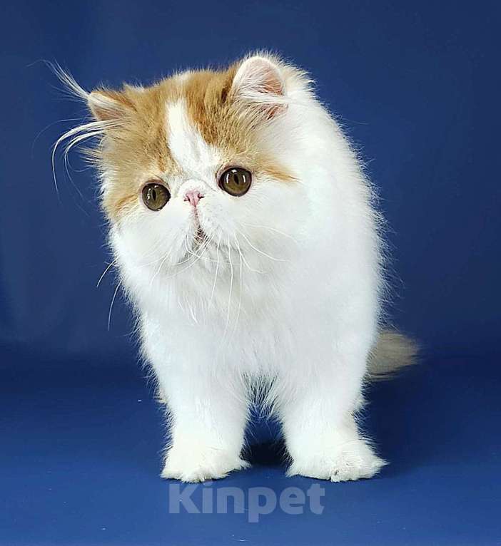 Кошки в Санкт-Петербурге: Персидский котик Мальчик, 25 000 руб. - фото 5