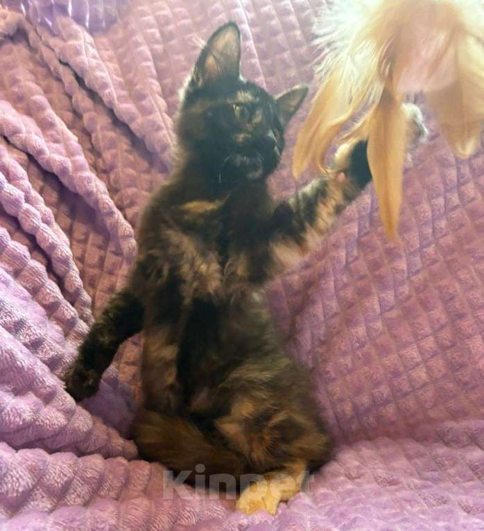 Кошки в Москве: Суперласковая котенок-девочка Саманта в добрые руки Девочка, Бесплатно - фото 4