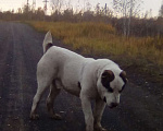 Собаки в Новосибирске: Вязка САО(Азиат), 100 руб. - фото 1