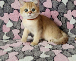 Кошки в Малмыже: Золотые британские котята., 25 000 руб. - фото 4