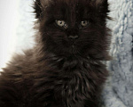 Кошки в Карачеве: Котик Мейн Кун, 30 000 руб. - фото 1