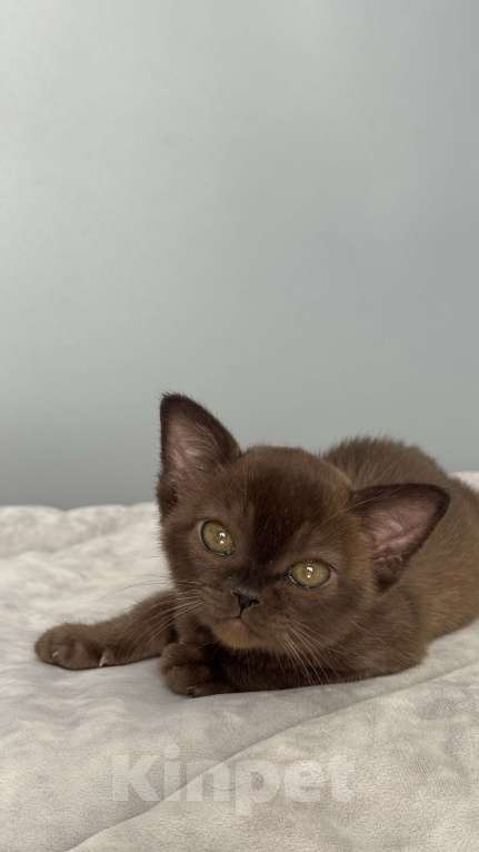 Кошки в Калининграде: Котенок.Европейская бурма.питомник Девочка, 85 000 руб. - фото 3
