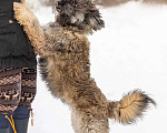 Собаки в Москве: Ласковый небольшой бородатик Нюша в добрые руки Девочка, 1 руб. - фото 4