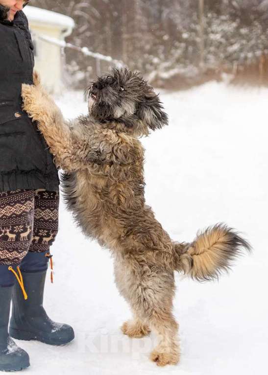 Собаки в Москве: Ласковый небольшой бородатик Нюша в добрые руки Девочка, 1 руб. - фото 4