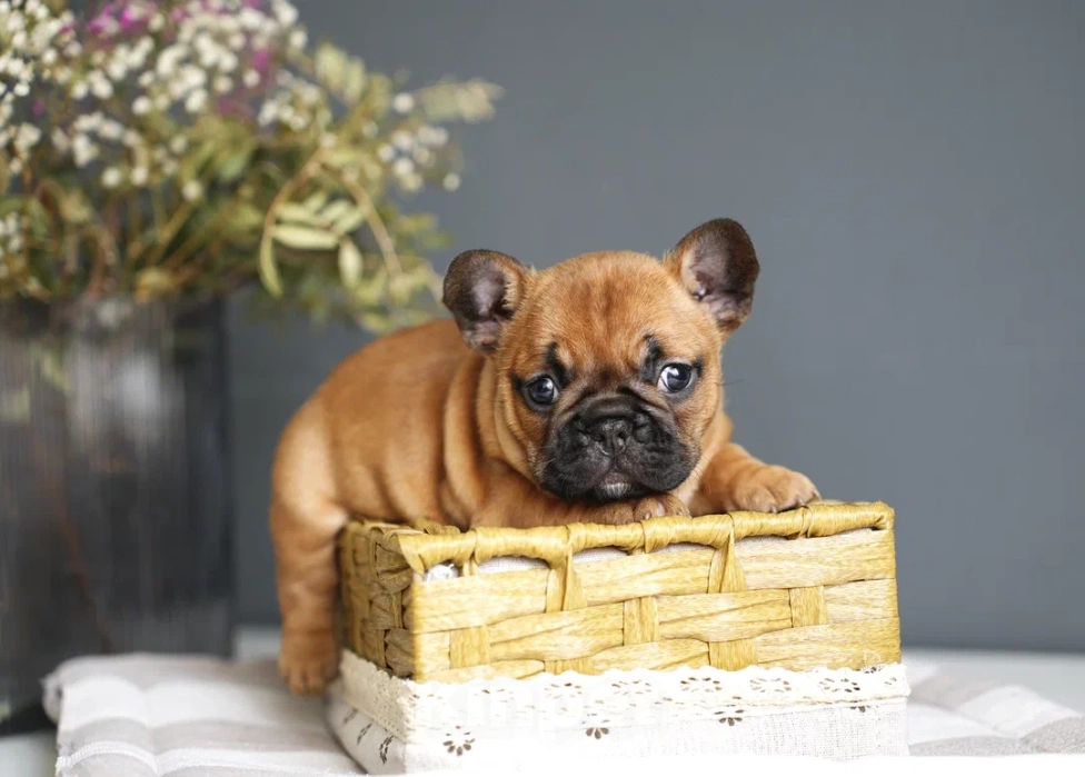 Собаки в Москве: Щенки французского бульдога с документами РКФ  Мальчик, 55 000 руб. - фото 6