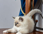 Кошки в Московском: котята рэгдолл Мальчик, Бесплатно - фото 6
