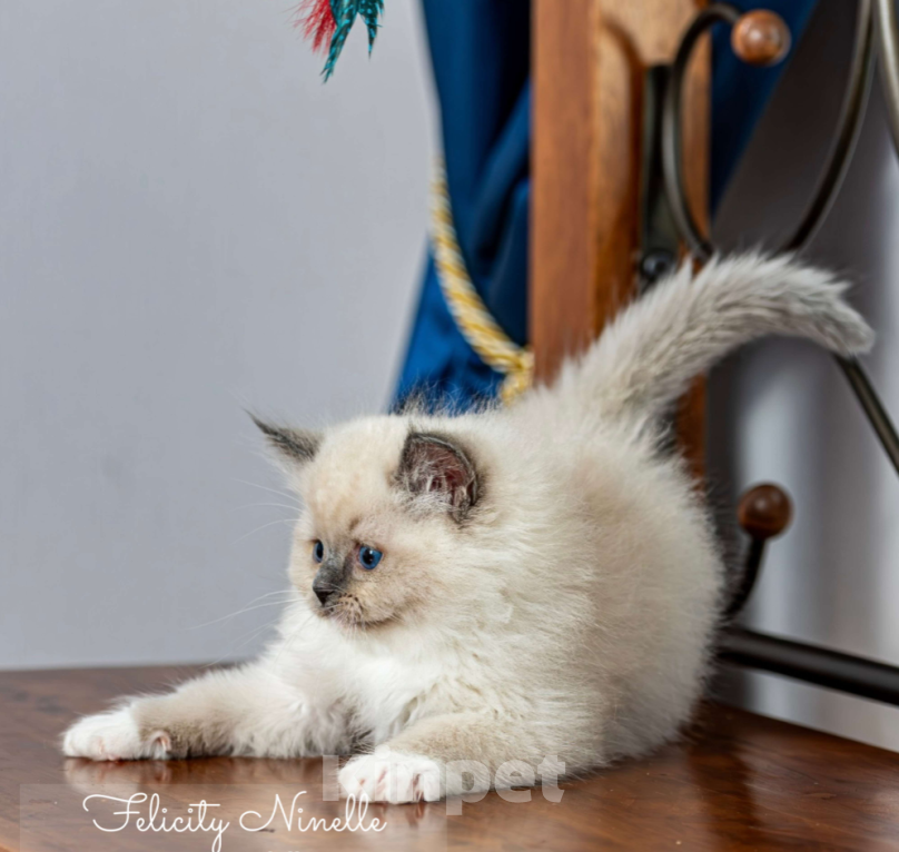 Кошки в Московском: котята рэгдолл Мальчик, Бесплатно - фото 6