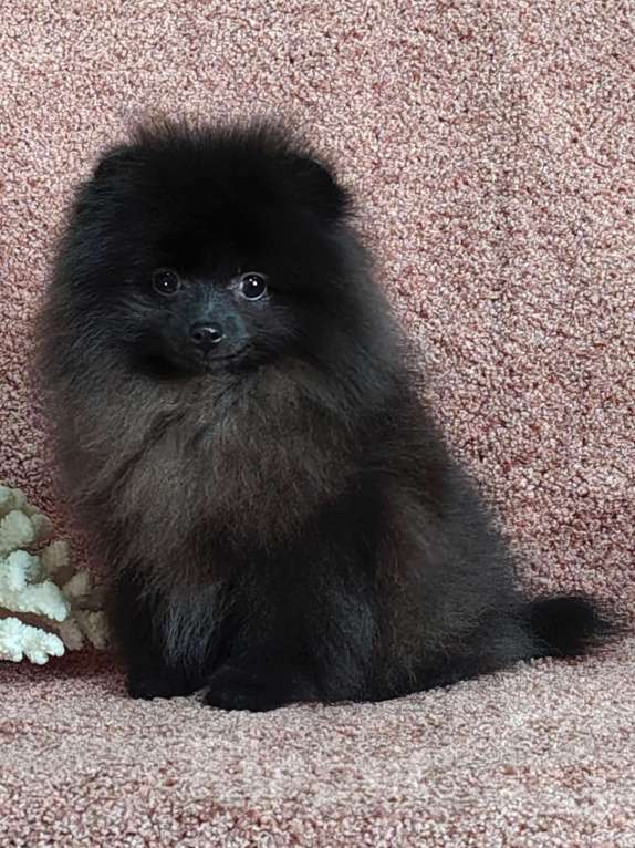 Собаки в других городах Московской области: Щенок померанский шпиц Мальчик, 70 000 руб. - фото 3