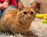 Кошки в Санкт-Петербурге: Хороший ласковый котёнок-рыжик Мальчик, Бесплатно - фото 8