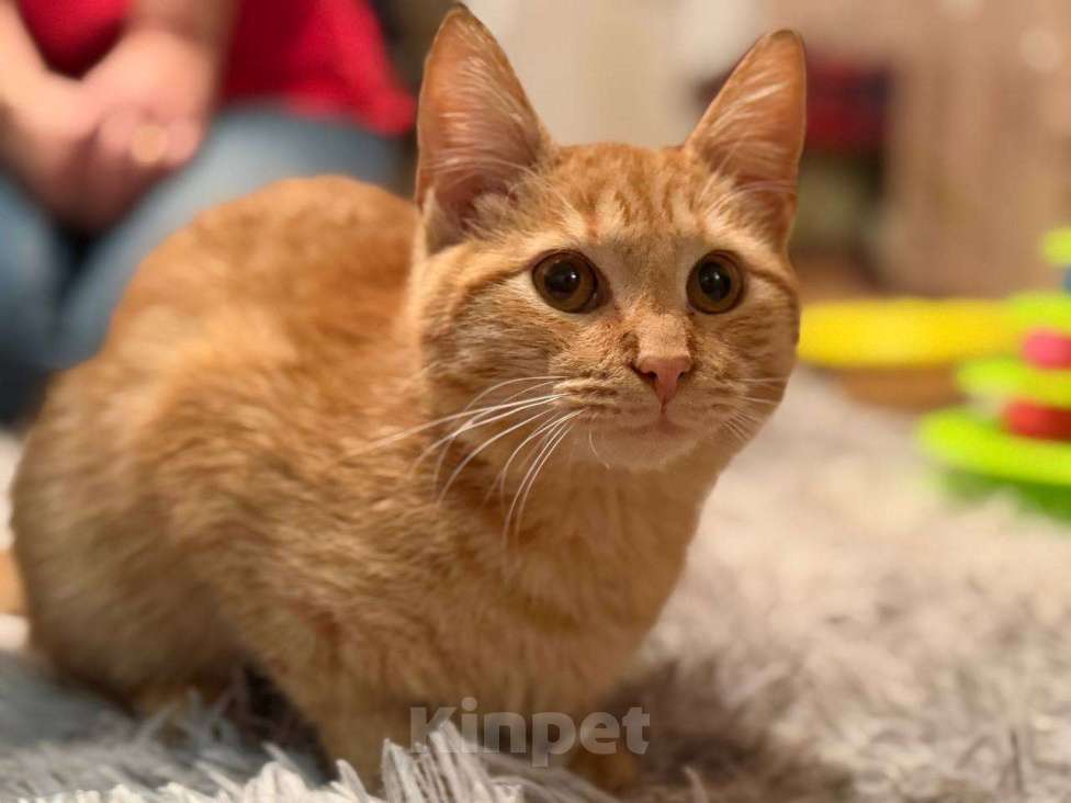 Кошки в Санкт-Петербурге: Хороший ласковый котёнок-рыжик Мальчик, Бесплатно - фото 8