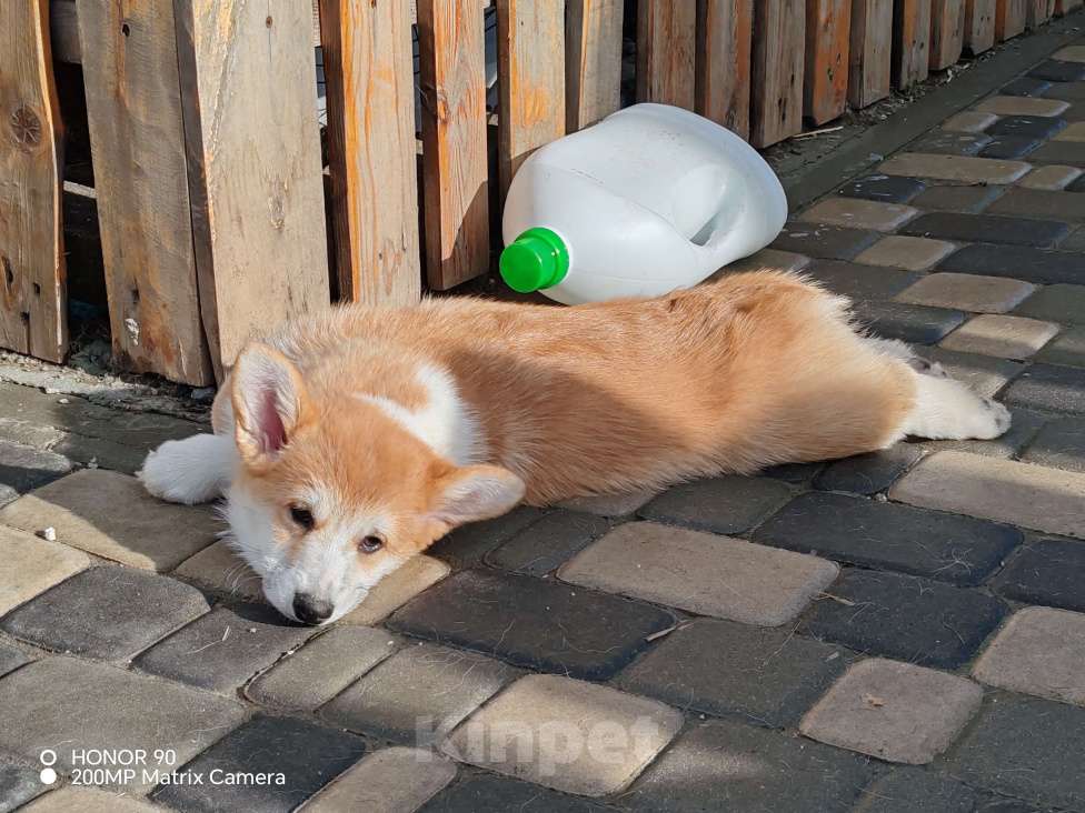 Собаки в Симферополе: Девочка корги Мальчик, 80 000 руб. - фото 4