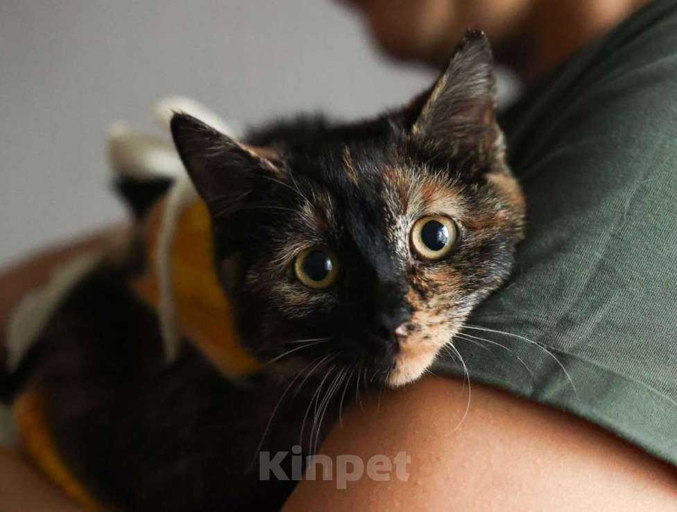 Кошки в Москве: Котенка подростка жестоко выкинули на улицу Девочка, Бесплатно - фото 2