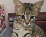 Кошки в Москве: Крохотный котенок-шпротик ищет дом Мальчик, Бесплатно - фото 1