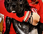 Собаки в Хадыженске: Девочка Французский бульдог РКФ  Девочка, Бесплатно - фото 1