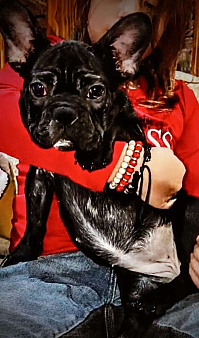 Девочка Французский бульдог РКФ 
