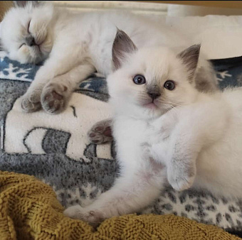 Рэгдолл высокопородные детки