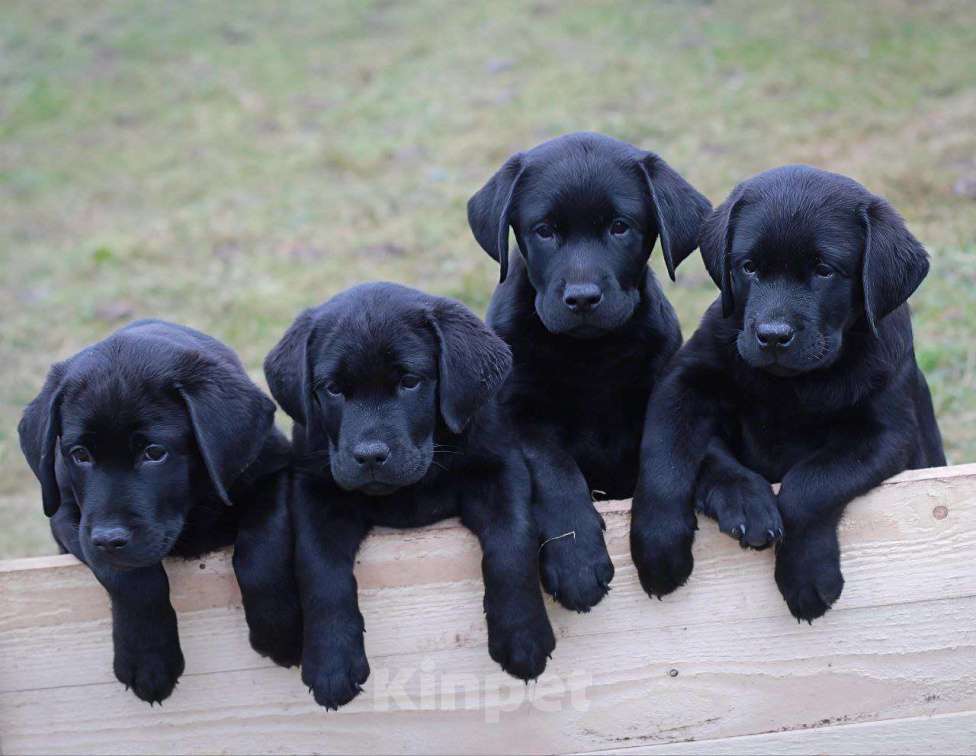 Собаки в Пскове: Лабромалыши Мальчик, 60 000 руб. - фото 1