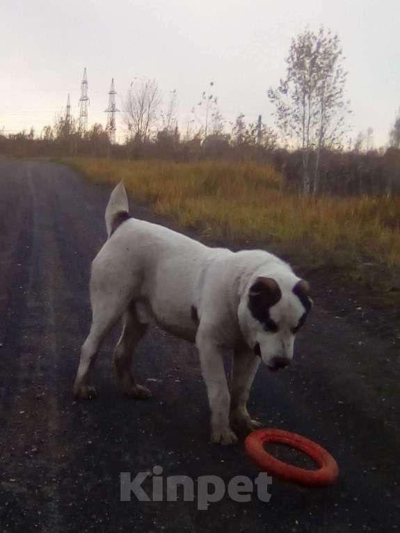 Собаки в Новосибирске: Вязка САО(Азиат), 100 руб. - фото 1