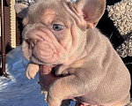 Собаки в Москве: Французский бульдог щенок Мальчик, 100 000 руб. - фото 1