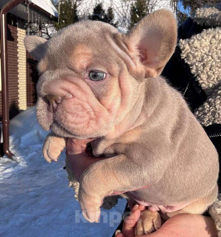 Собаки в Москве: Французский бульдог щенок Мальчик, 100 000 руб. - фото 1