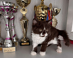Кошки в Москве: Котята Селкирк рекс Мальчик, 110 000 руб. - фото 4