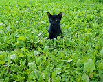 Кошки в Жуке: Котёнок в добрые руки Мальчик, Бесплатно - фото 2