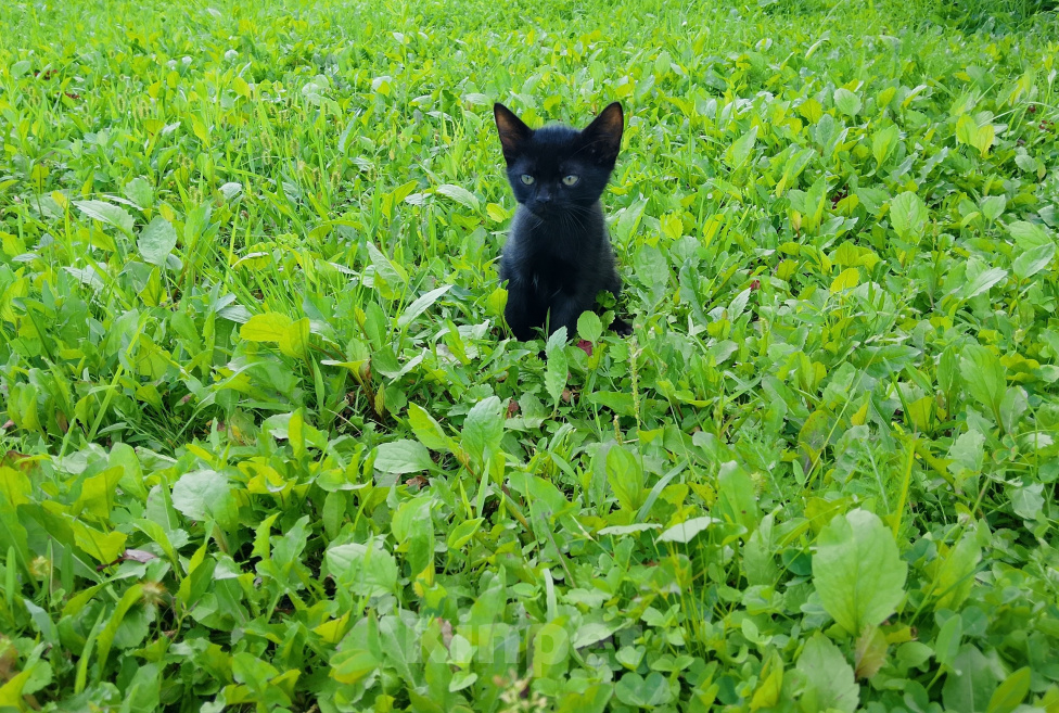 Кошки в Жуке: Котёнок в добрые руки Мальчик, Бесплатно - фото 2