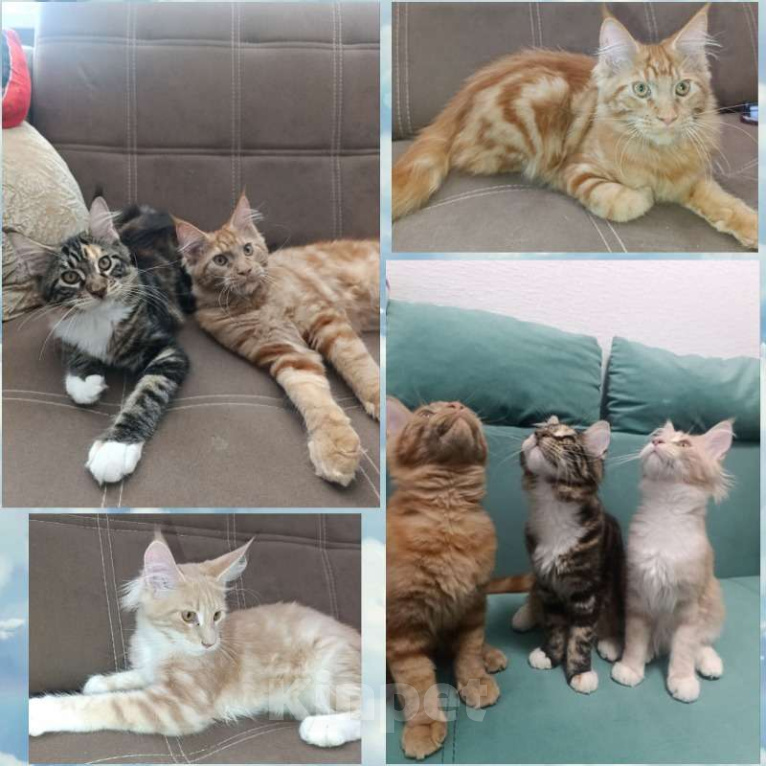 Кошки в Симферополе: Котята Мейн-кун Девочка, 20 000 руб. - фото 1