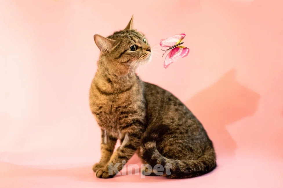 Кошки в Москве: Говорливая Миринда в любящую семью❤️ Девочка, Бесплатно - фото 4