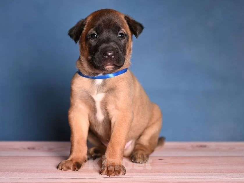 Собаки в других городах Краснодарского края: Щенки малинуа Девочка, 50 000 руб. - фото 5