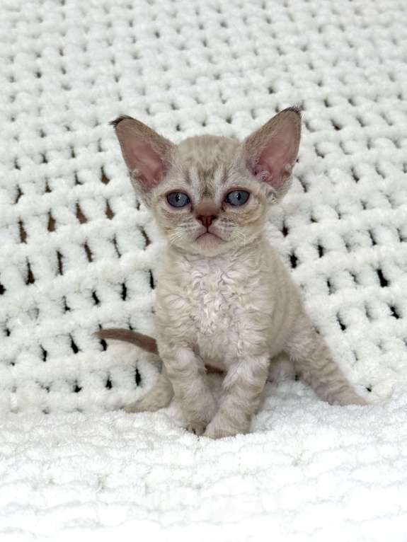 Кошки в Лобне: Девон Рекс котенок девочка Девочка, Бесплатно - фото 2