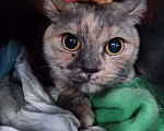 Кошки в Красноярске: Кошка черепахового окраса Девочка, 1 руб. - фото 1