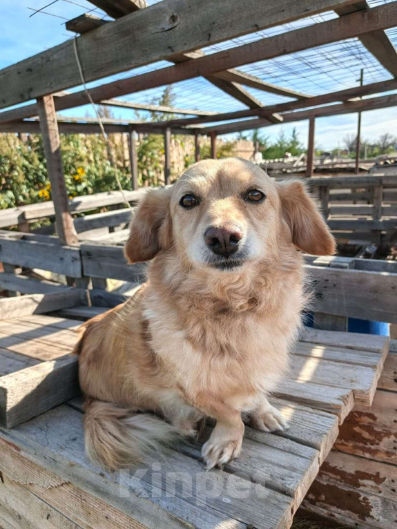 Собаки в Москве: Коротколапик ищет дом Мальчик, Бесплатно - фото 5